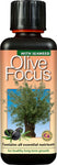 Olive Focus