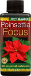 Poinsettia Focus